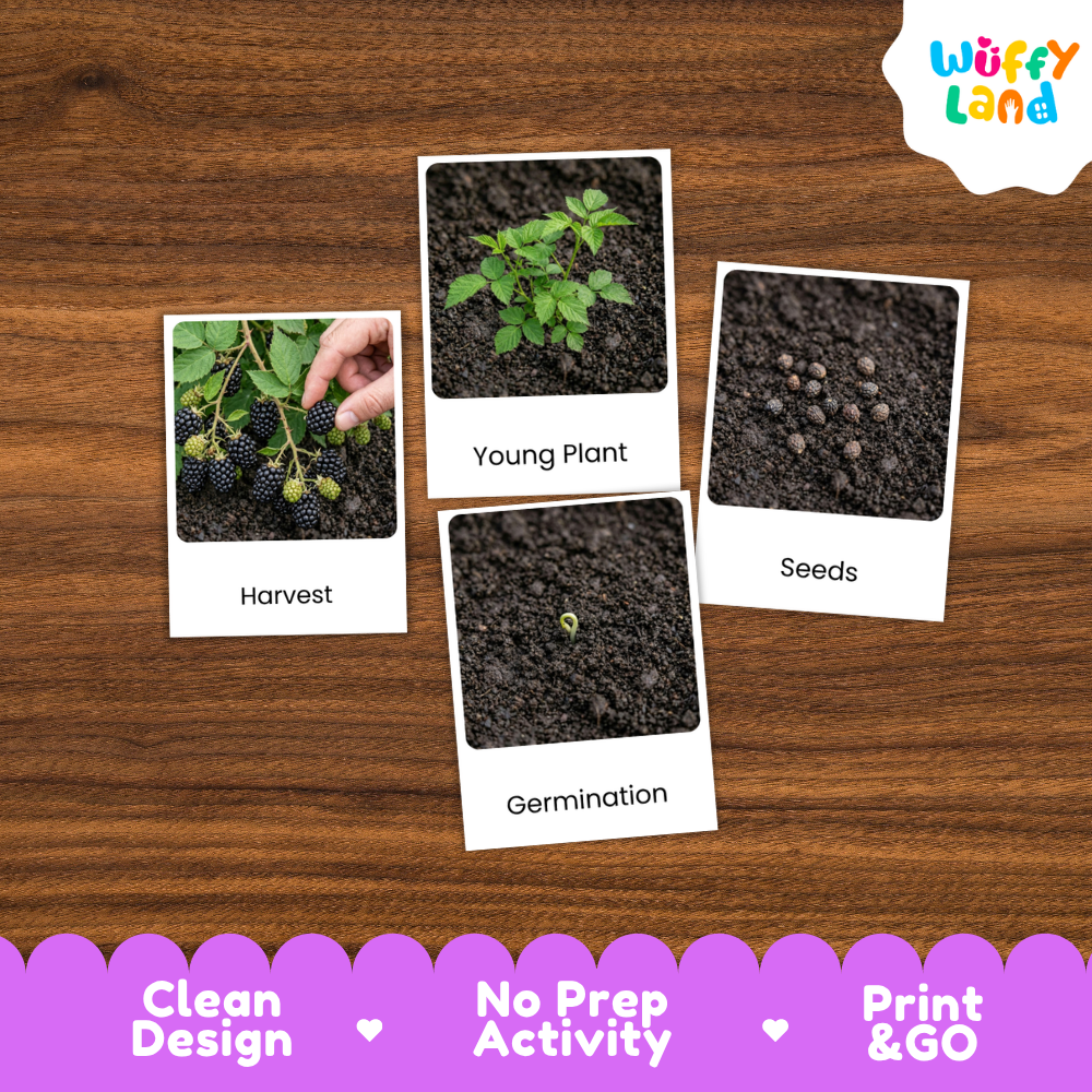 Four educational plant growing cards laid out on a brown wood-grain background. The cards show labeled photos of 'Harvest', 'Young Plant', 'Seeds', and 'Germination'.