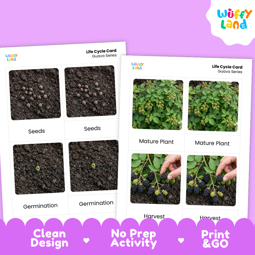 Two printable life cycle cards for guava series shown on a purple background. The cards feature labeled photos of seeds, germination, mature plant, and harvest.