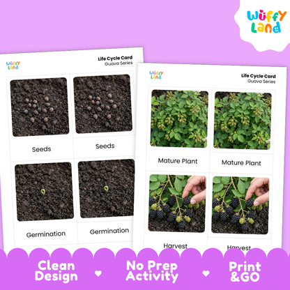 Two printable life cycle cards for guava series shown on a purple background. The cards feature labeled photos of seeds, germination, mature plant, and harvest.