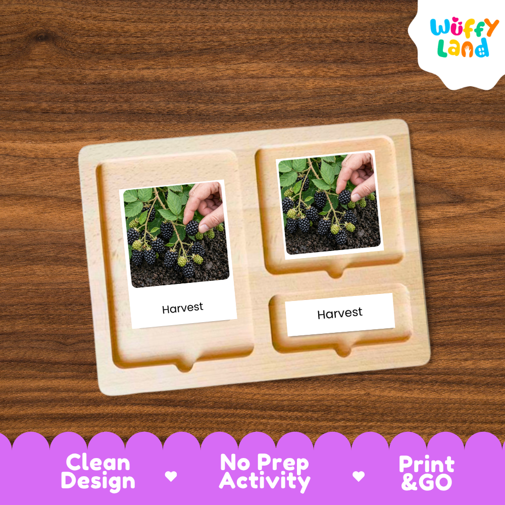 A wooden activity board with two photo slots showing hands harvesting blackberries, labeled 'Harvest,' placed on a brown wood surface. A 'Wuffy Land' logo appears in the top right, and a purple banner at the bottom highlights 'Clean Design,' 'No Prep Activity,' and 'Print & GO.