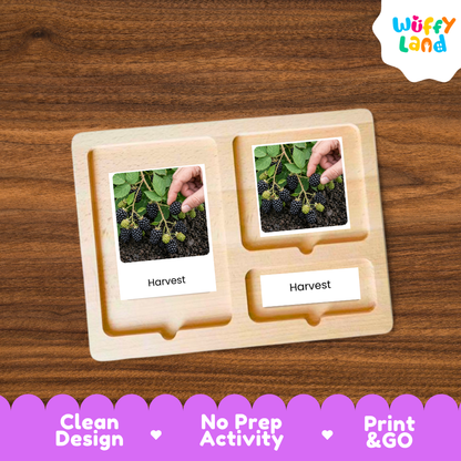 A wooden activity board with two photo slots showing hands harvesting blackberries, labeled 'Harvest,' placed on a brown wood surface. A 'Wuffy Land' logo appears in the top right, and a purple banner at the bottom highlights 'Clean Design,' 'No Prep Activity,' and 'Print & GO.