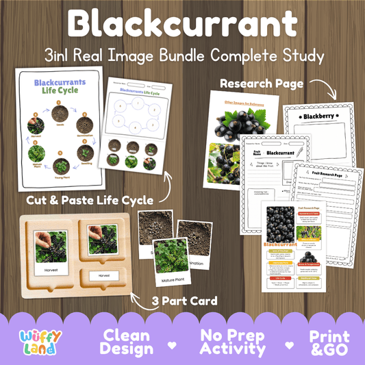 Complete Blackcurrant 3-in-1 real image study bundle featuring cut and paste worksheets, Montessori 3-part cards, and research pages 🫐🌱