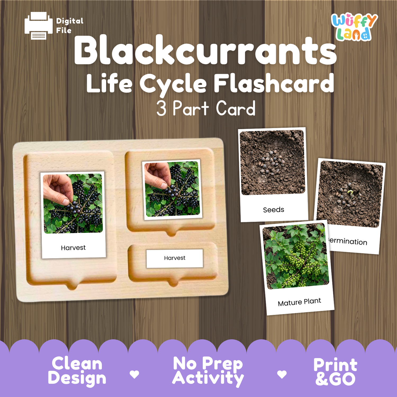 Blackcurrants Life Cycle Flashcard set by Wuffyland featuring a 3-part wooden card tray with labeled photos of harvest, seeds, and mature plant stages, shown on a wood-textured background with promotional text.