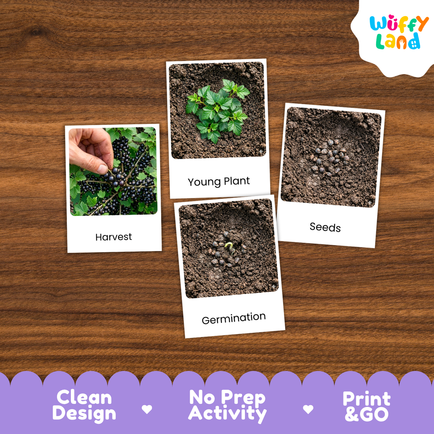 Four educational activity cards showing the life cycle of blackcurrants (Harvest, Young Plant, Seeds, Germination) arranged on a wooden table, with a 'Wuffyland' logo in the top right and a purple banner at the bottom highlighting product features.