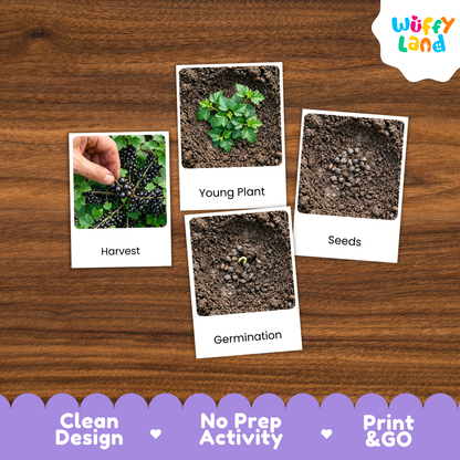 Four educational activity cards showing the life cycle of blackcurrants (Harvest, Young Plant, Seeds, Germination) arranged on a wooden table, with a 'Wuffyland' logo in the top right and a purple banner at the bottom highlighting product features.