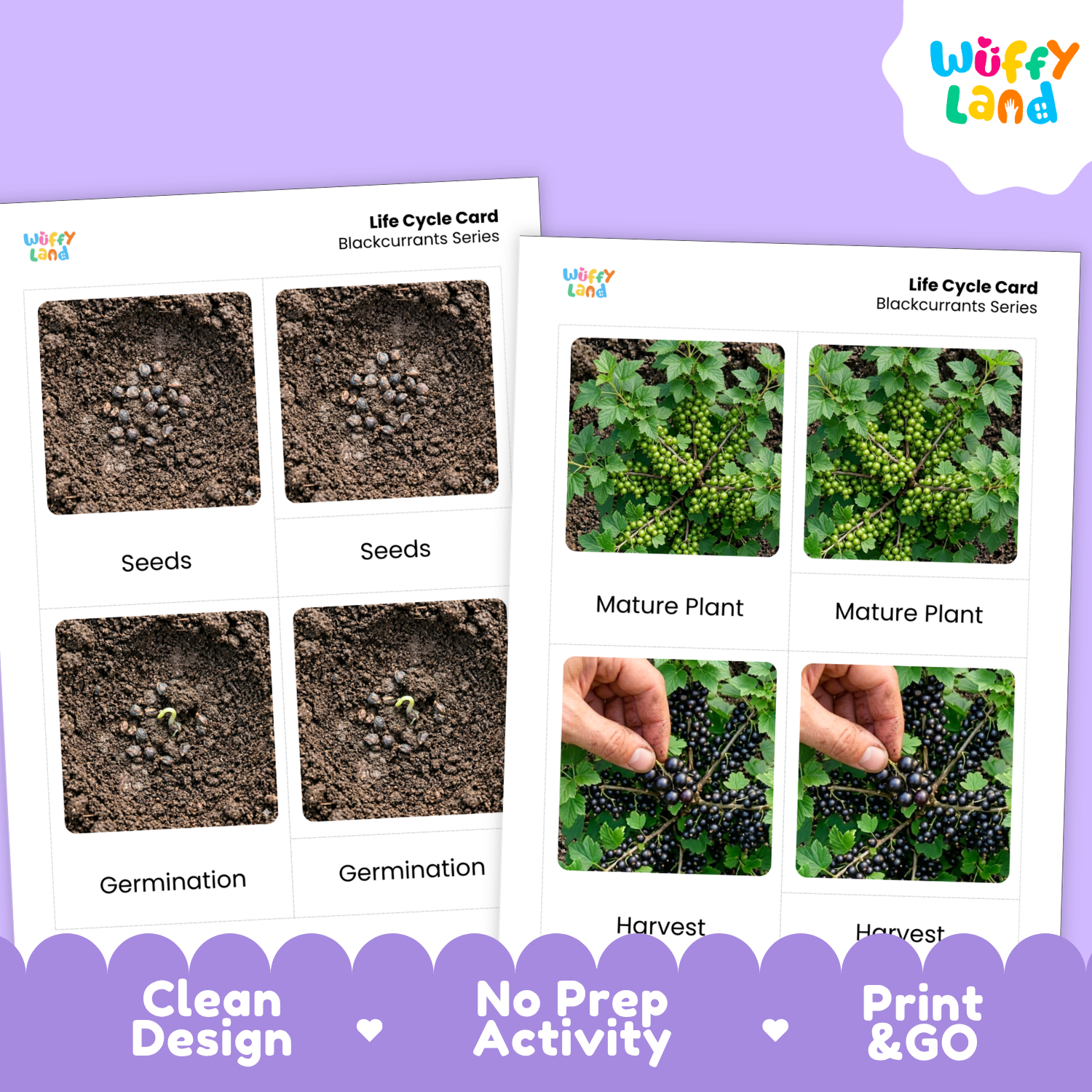Two printed blackcurrant life cycle cards shown on a lavender background. The cards show labeled photos of seeds, germination, mature plant, and harvest, with the Wüffy Land logo visible on the cards and a Wüffy Land logo in the top-right corner.