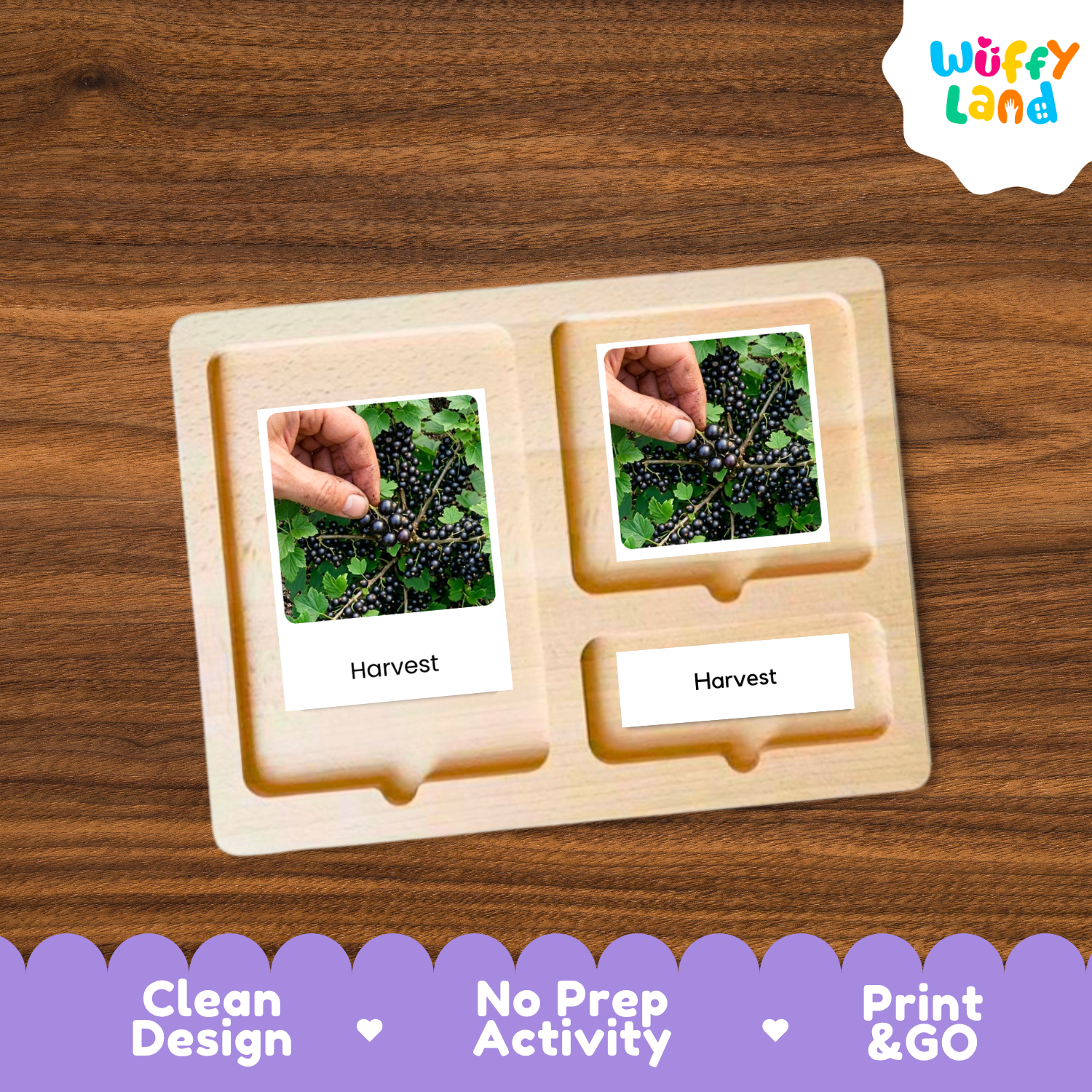 A wooden Montessori-style activity tray labeled 'Harvest' with two photo inserts showing hands picking blackberries, placed on a brown wood surface. 'Clean Design', 'No Prep Activity', and 'Print & GO'.