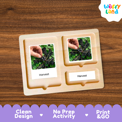 A wooden Montessori-style activity tray labeled 'Harvest' with two photo inserts showing hands picking blackberries, placed on a brown wood surface. 'Clean Design', 'No Prep Activity', and 'Print & GO'.
