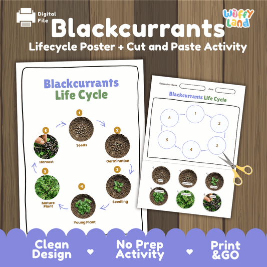 Printable blackcurrant life cycle cut and paste sequencing worksheet with real photography of seeds, germination, seedling, and harvest ✂️🔄