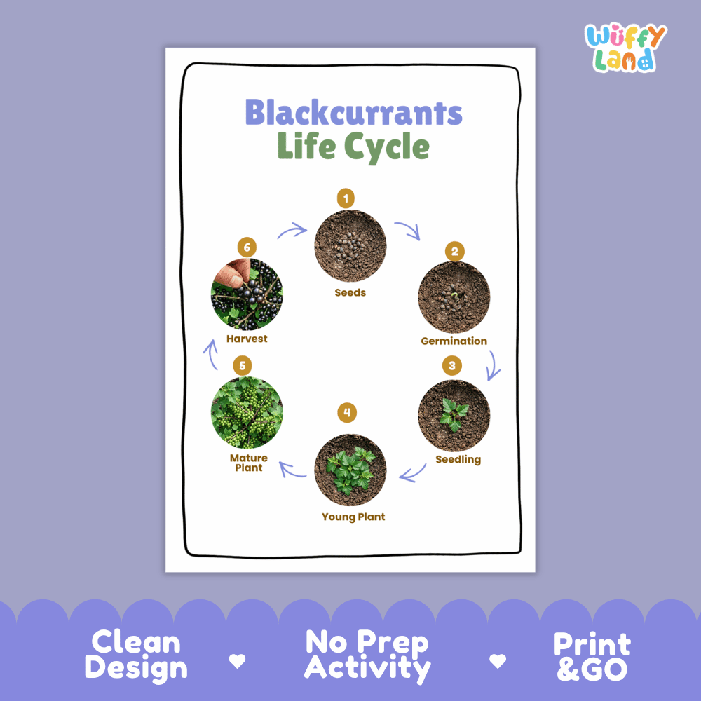 Blackcurrants Life Cycle Poster and Cut and Paste Activity Worksheets