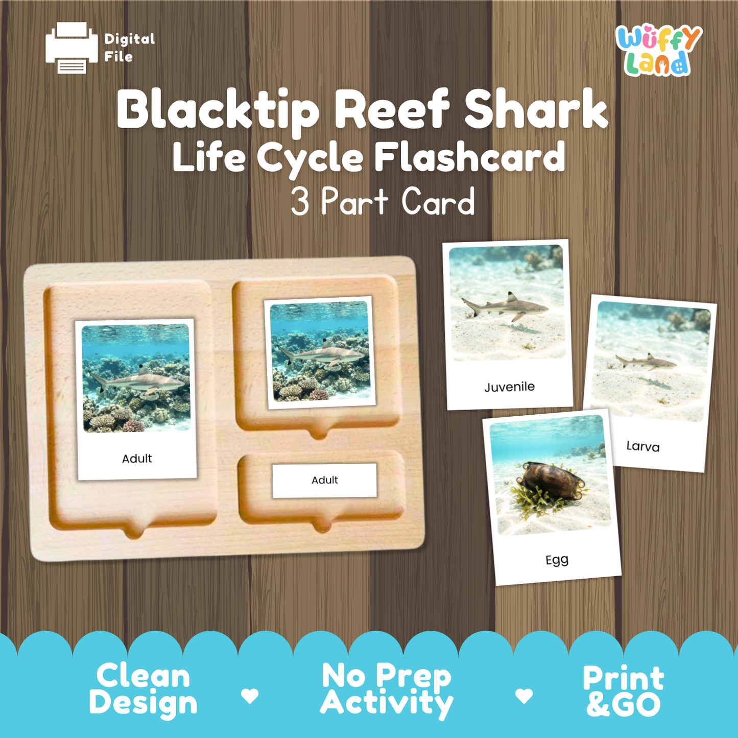 Blacktip Reef Shark Life Cycle Flashcards | 3 Part Cards Montessori Science Activity