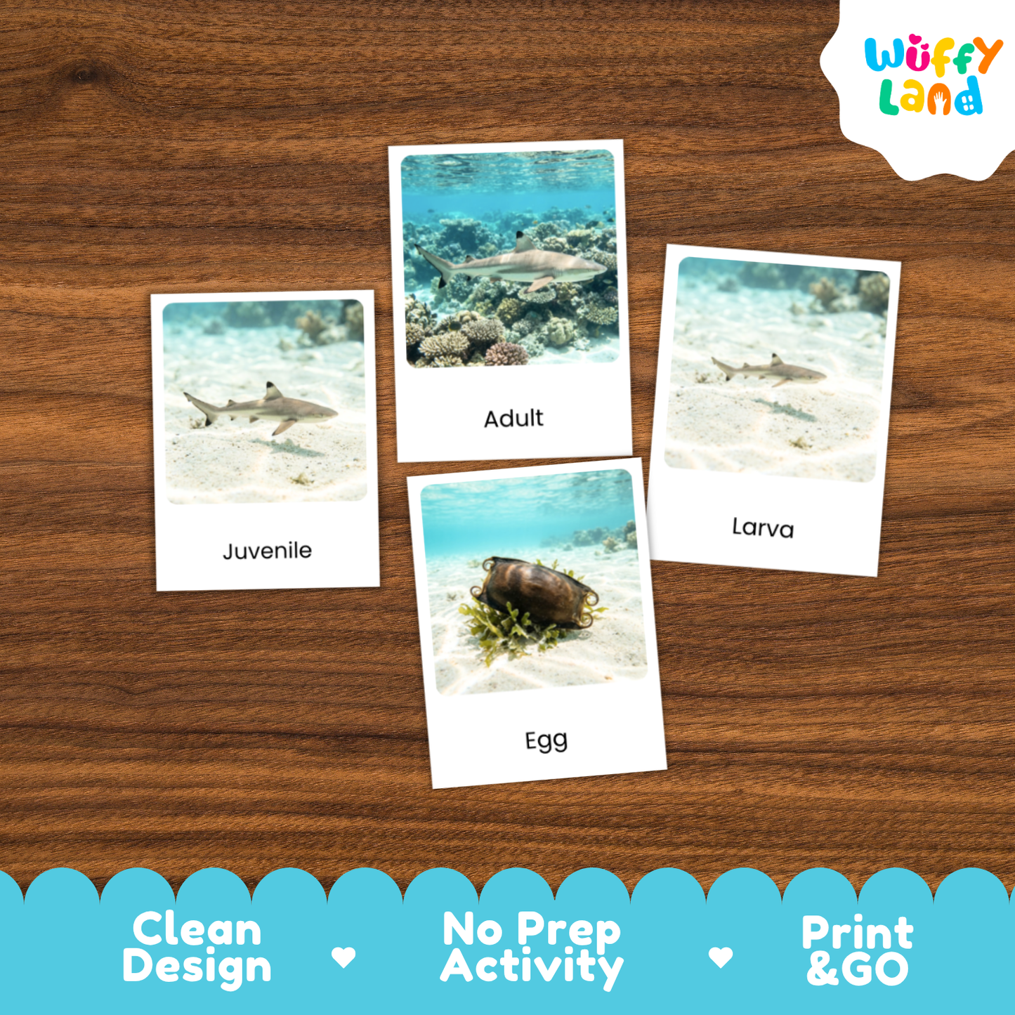 Blacktip Reef Shark Life Cycle Flashcards | 3 Part Cards Montessori Science Activity