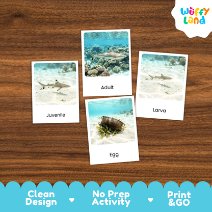 Blacktip Reef Shark Life Cycle Flashcards | 3 Part Cards Montessori Science Activity