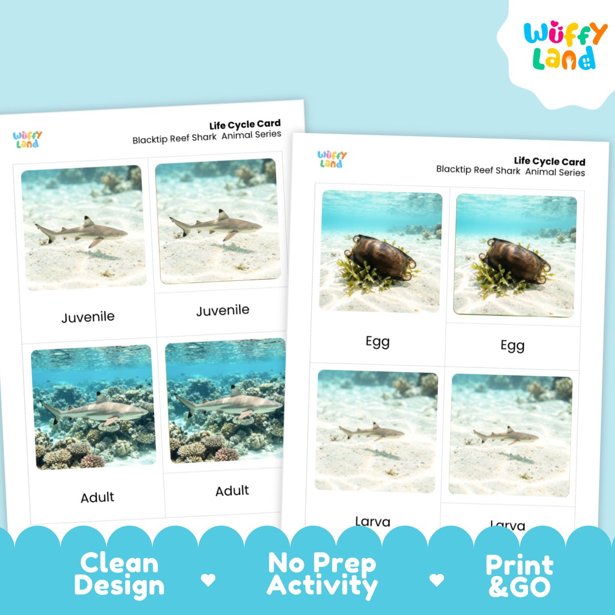 Blacktip Reef Shark Life Cycle Flashcards | 3 Part Cards Montessori Science Activity