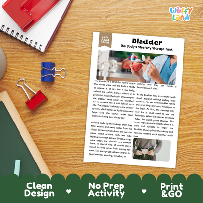 Student reading comprehension worksheet with short-answer questions and lined sections about the human bladder