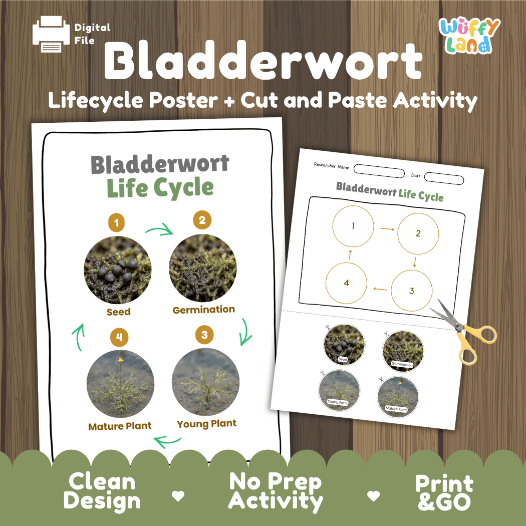 Bladderwort Life Cycle Poster and Cut and Paste Activity Worksheets