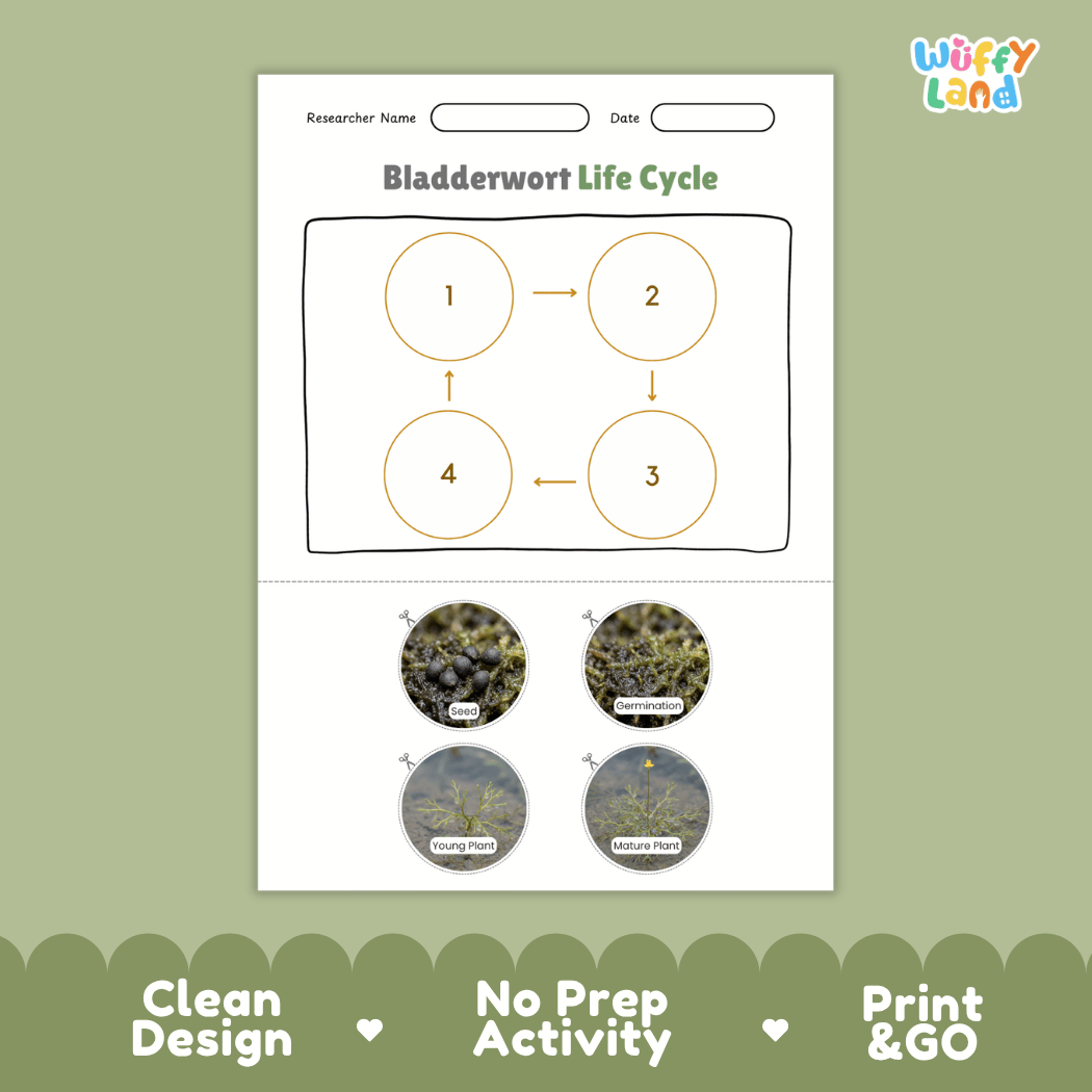 Bladderwort Life Cycle Poster and Cut and Paste Activity Worksheets