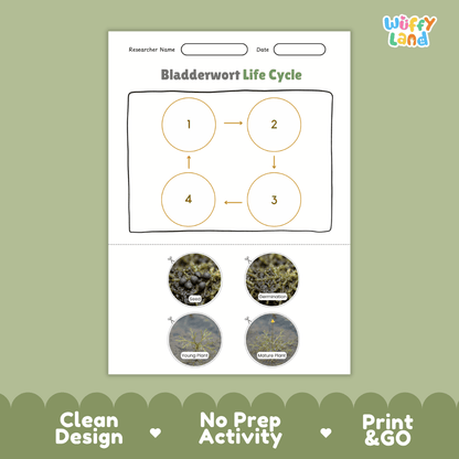 Bladderwort Life Cycle Poster and Cut and Paste Activity Worksheets
