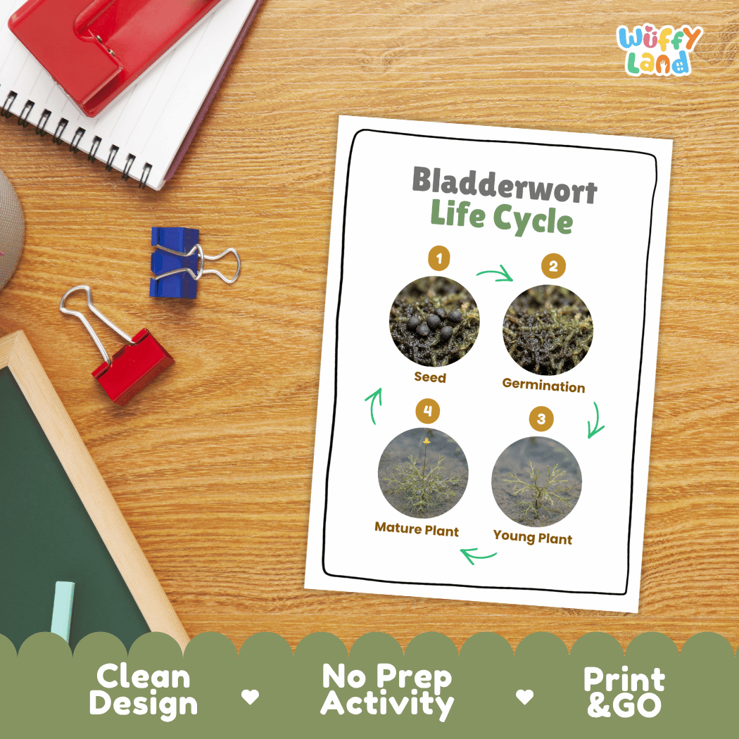 Bladderwort Life Cycle Poster and Cut and Paste Activity Worksheets