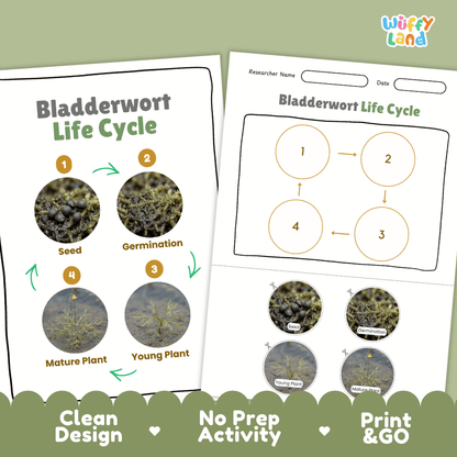 Bladderwort Life Cycle Poster and Cut and Paste Activity Worksheets