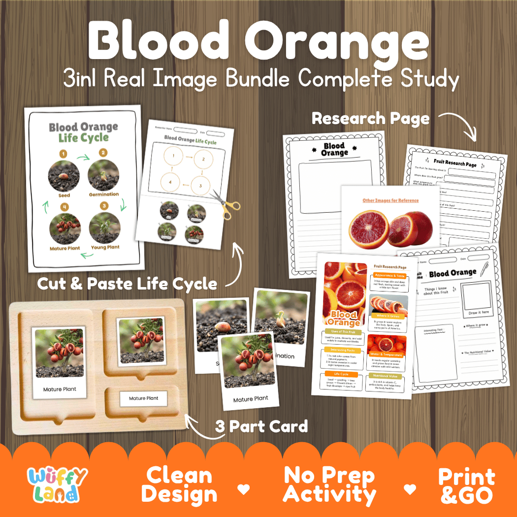 Complete Blood Orange 3-in-1 real image study bundle featuring cut and paste worksheets, Montessori 3-part cards, and research pages 🍊🌱