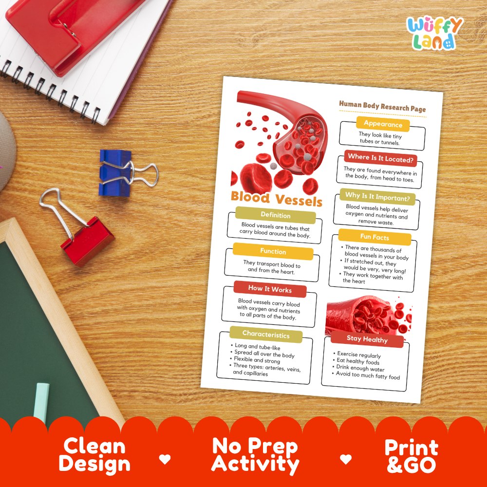 Close-up of informational summary sheet detailing blood vessel definitions, fun facts, and healthy habits