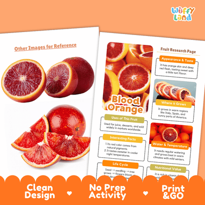 Blood Orange Fruit Research Page Worksheets and Fact Sheet