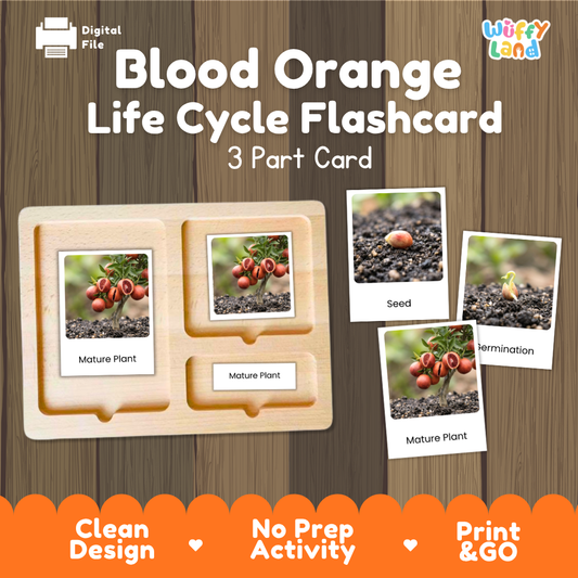 Montessori three-part cards featuring real photographs of blood orange tree growth stages including mature plant, young plant, and germination 🗂️🏷️