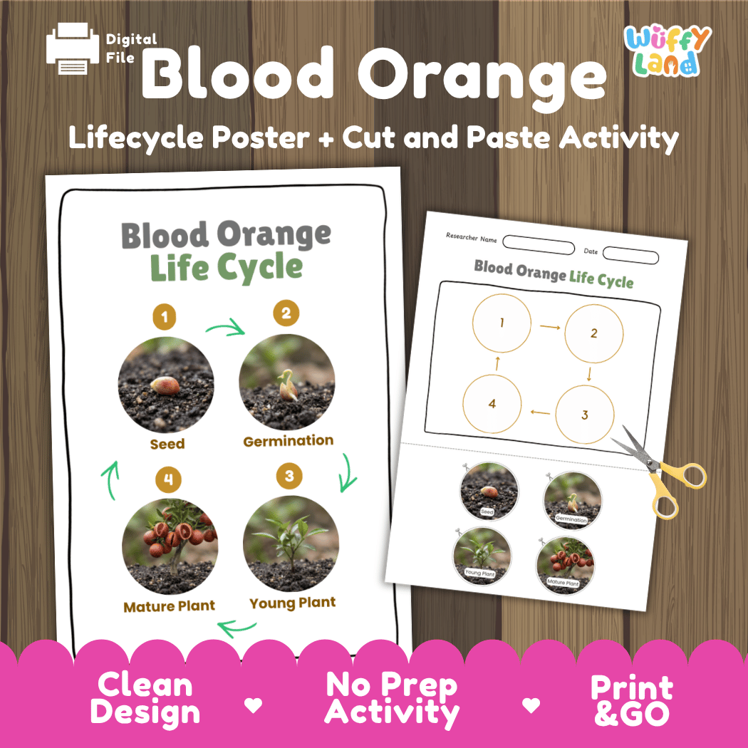 Blood Orange Life Cycle Poster and Cut and Paste Worksheet Activity