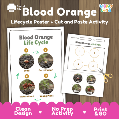 Blood Orange Life Cycle Poster and Cut and Paste Worksheet Activity