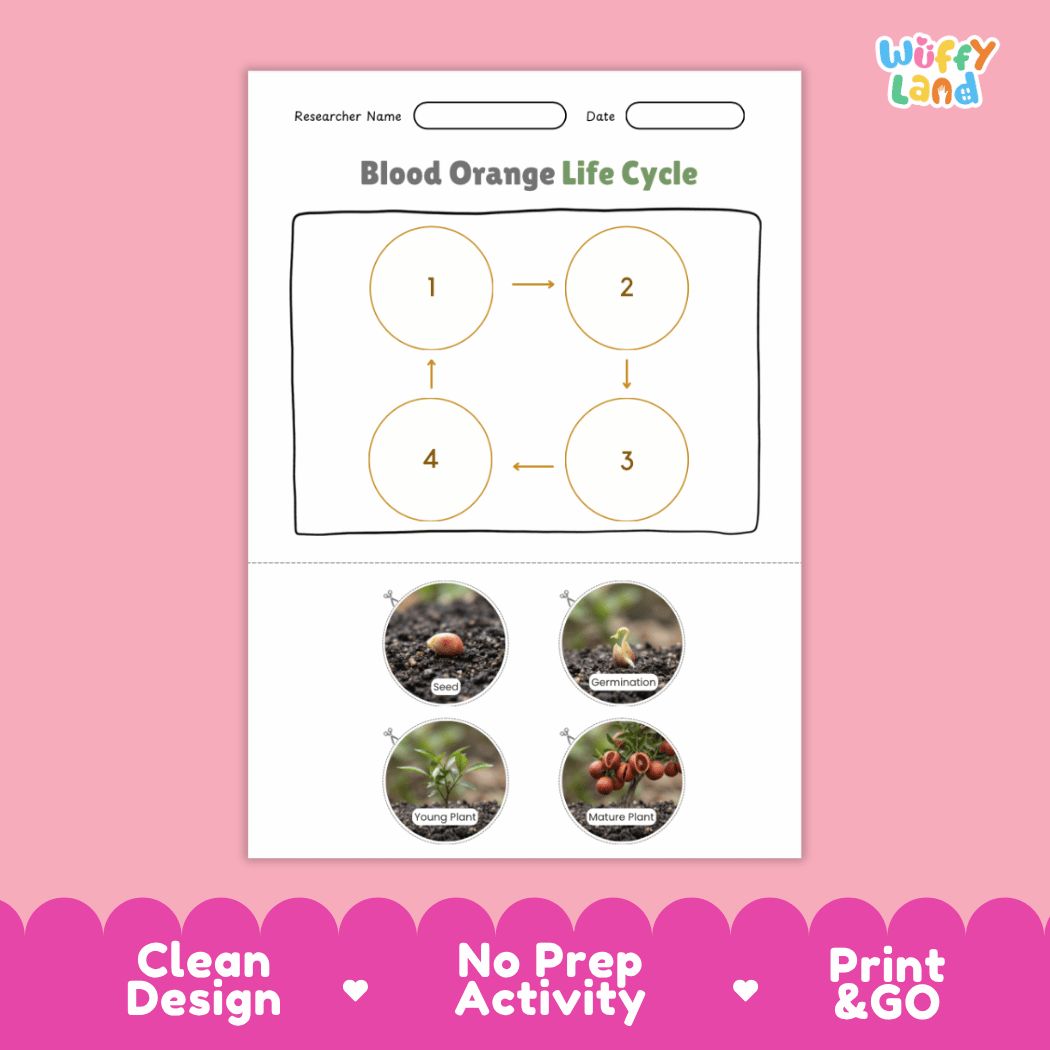 Blood Orange Life Cycle Poster and Cut and Paste Worksheet Activity
