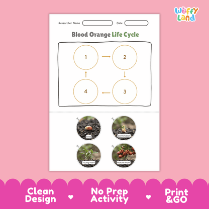 Blood Orange Life Cycle Poster and Cut and Paste Worksheet Activity