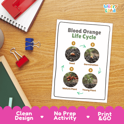 Blood Orange Life Cycle Poster and Cut and Paste Worksheet Activity