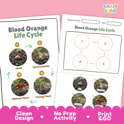 Blood Orange Life Cycle Poster and Cut and Paste Worksheet Activity
