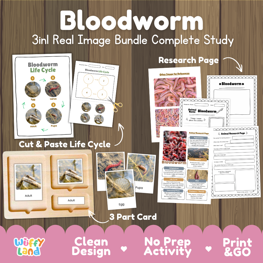 Bloodworm 3-in-1 real image bundle complete study cover showing cut and paste life cycle, 3 part cards, and research pages