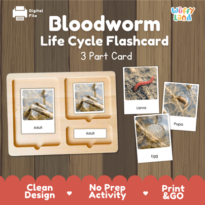 Bloodworm Life Cycle Flashcard set by Wiffy Land, featuring a wooden 3-part card tray with labeled sections for Adult, Larva, and Pupa, plus three sample flashcards showing images and labels. The set is displayed on a wood-grain background with promotional text at the bottom.
