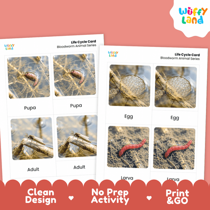 Bloodworm Life Cycle Flashcards | Montessori 3 Part Cards Science Activity