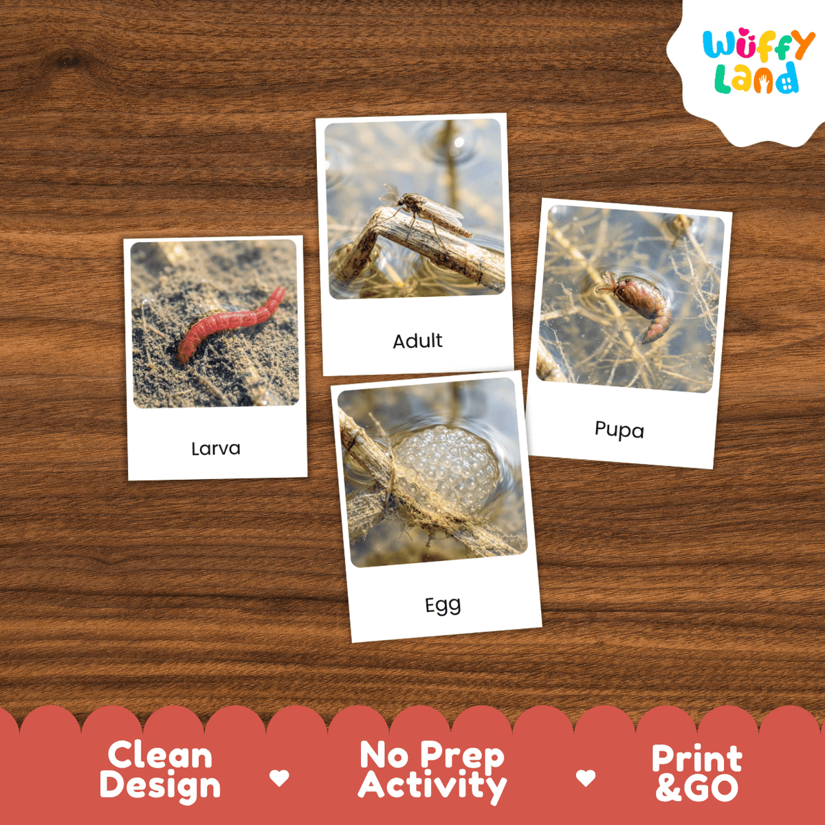 Four educational cards showing a mosquito larva life cycle labeled 'Larva', 'Adult', 'Egg', and 'Pupa' arranged on a brown wood background, with a 'Wuffy Land' logo in the top right and marketing text along the bottom.