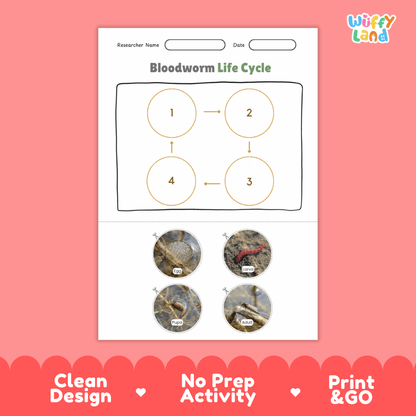 Bloodworm Life Cycle Poster and Cut and Paste Activity Worksheets
