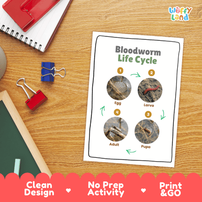 Bloodworm Life Cycle Poster and Cut and Paste Activity Worksheets