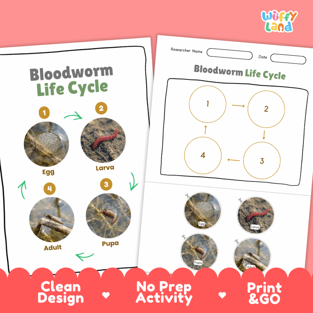 Bloodworm Life Cycle Poster and Cut and Paste Activity Worksheets