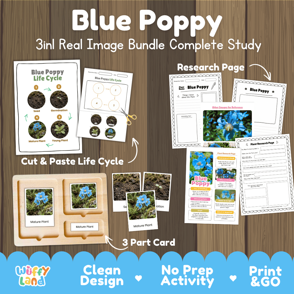Blue poppy plant 3in1 real image bundle complete study printable featuring life cycle cut and paste worksheets, Montessori 3-part cards, and research pages