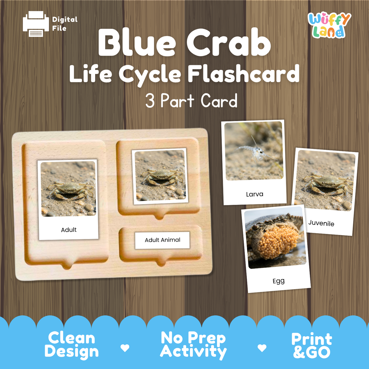 Blue Crab Life Cycle Flashcards - Montessori 3 Part Cards Printable Activity
