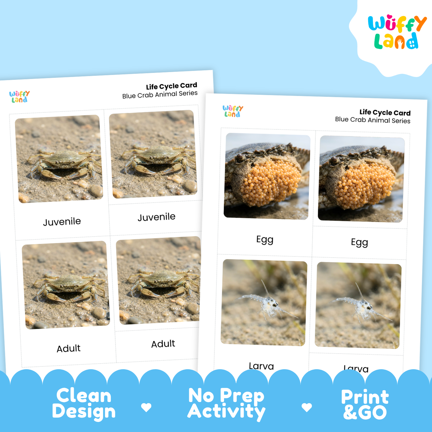 Two printed blue crab life cycle cards shown on a light blue background with a Wuffy Land logo. The cards feature labeled photos of crab stages: egg, larva, juvenile, and adult.