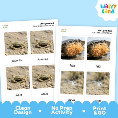 Two printed blue crab life cycle cards shown on a light blue background with a Wuffy Land logo. The cards feature labeled photos of crab stages: egg, larva, juvenile, and adult.