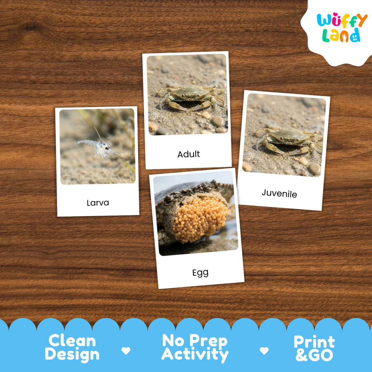 A set of four printed crab life-cycle cards labeled 'Larva', 'Adult', 'Juvenile', and 'Egg' arranged on a brown wood surface. The cards show small crab photographs with labels.