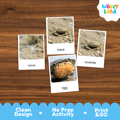 A set of four printed crab life-cycle cards labeled 'Larva', 'Adult', 'Juvenile', and 'Egg' arranged on a brown wood surface. The cards show small crab photographs with labels.