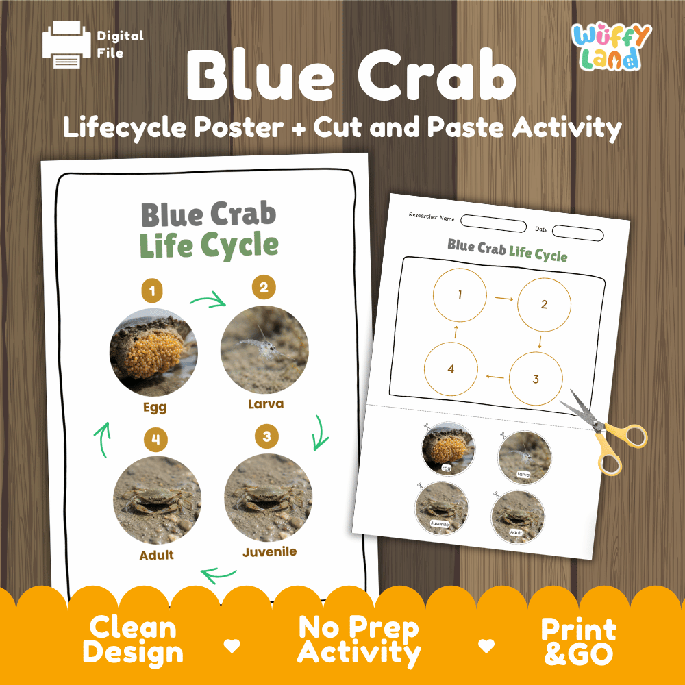 Blue Crab Life Cycle Poster and Cut and Paste Activity Worksheets