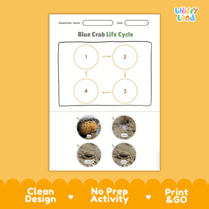 Blue Crab Life Cycle Poster and Cut and Paste Activity Worksheets
