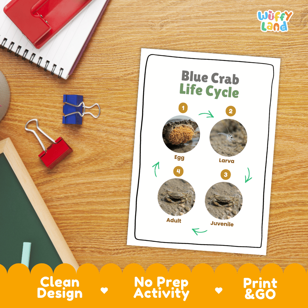 Blue Crab Life Cycle Poster and Cut and Paste Activity Worksheets
